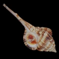 DSC08608.JPG