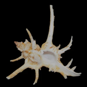 Muszla rozkolca Chicoreus axicornis (Lamarck, 1822) n.4