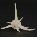 DSC08611.JPG