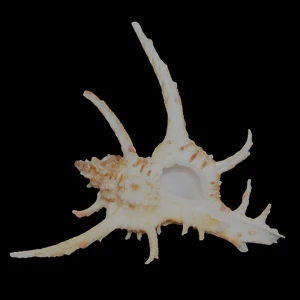Muszla rozkolca Chicoreus axicornis (Lamarck, 1822) n.5