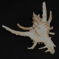 DSC08619.JPG