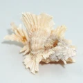 DSC08629.JPG