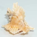 DSC08630.JPG