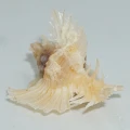 DSC08633.JPG