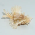 DSC08634.JPG