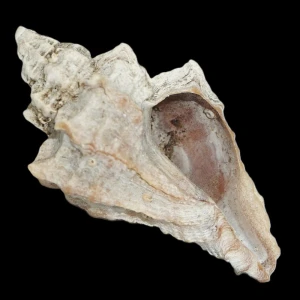 Muszla Ocenebrellus inornatus (Recluz, 1851) n.2