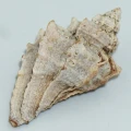 DSC08640.JPG