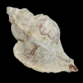 DSC08636.JPG