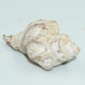 DSC08637.JPG