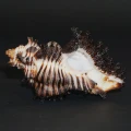 DSC08642.JPG