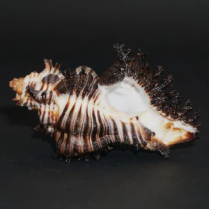 Muszla rozkolca Chicoreus (Triplex) brunneus (Link, 1807) n.8