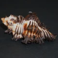 DSC08643.JPG