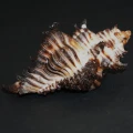 DSC08644.JPG