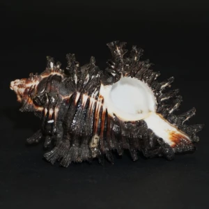 Muszla rozkolca Chicoreus brunneus flavicunda (Perry, G., 1810) n.3