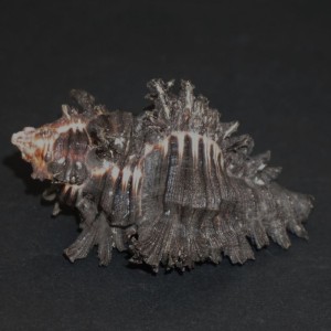 Muszla rozkolca Chicoreus brunneus flavicunda (Perry, G., 1810) n.3