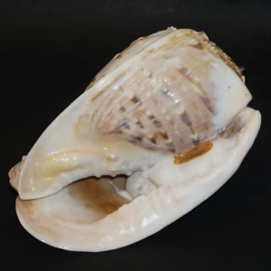 Muszla hełmowca Cassis tessellata (Gmelin, 1791) n.9