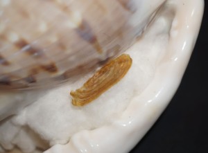Muszla hełmowca Cassis tessellata (Gmelin, 1791) n.9