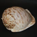 DSC08661.JPG