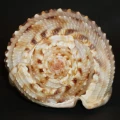DSC08663.JPG