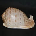 DSC08664.JPG