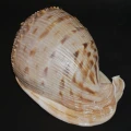 DSC08665.JPG