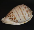 DSC08666.JPG