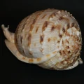 DSC08667.JPG