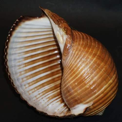DSC08655.JPG