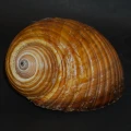 DSC08653.JPG