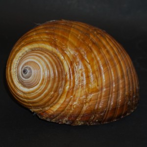 Muszla stągwicy Tonna galea (Linne, 1758) n.4