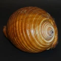 DSC08654.JPG