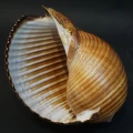 DSC08656.JPG