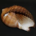 DSC08657.JPG