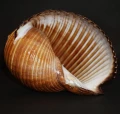 DSC08658.JPG