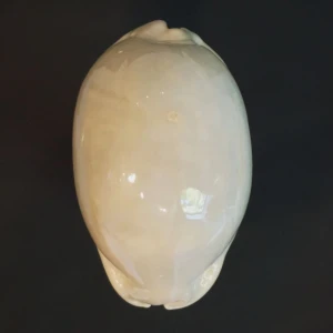 Muszla porcelanki Cypraea (Mauritia) eglantina (Duclos, 1833) gl.4