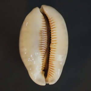 Muszla porcelanki Cypraea (Mauritia) eglantina (Duclos, 1833) gl.4