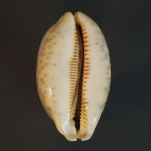 Muszla porcelanki Cypraea (Mauritia) eglantina (Duclos, 1833) gl.5