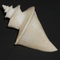 DSC08678.JPG