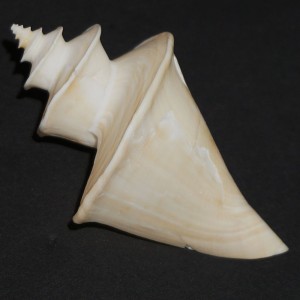 Muszla Thatcheria mirabilis (Angas, 1877) n.14