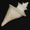 DSC08680.JPG