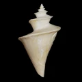 DSC08676.JPG