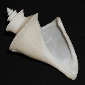 Muszla Thatcheria mirabilis (Angas, 1877) n.15