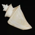 DSC08681.JPG