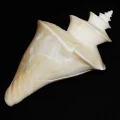 DSC08683.JPG