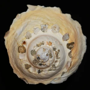 Muszla śmieciarki Stellaria chinensis (Philippi, 1841) n.6