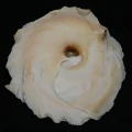 DSC08688.JPG