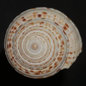 Muszla Architectonica gualtierii XL (Bieler, 1993) n.3
