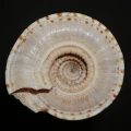 DSC08685.JPG