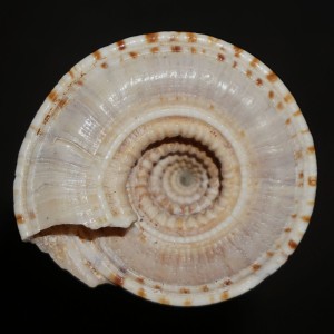 Muszla Architectonica gualtierii XL (Bieler, 1993) n.3