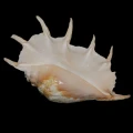 DSC08955.JPG
